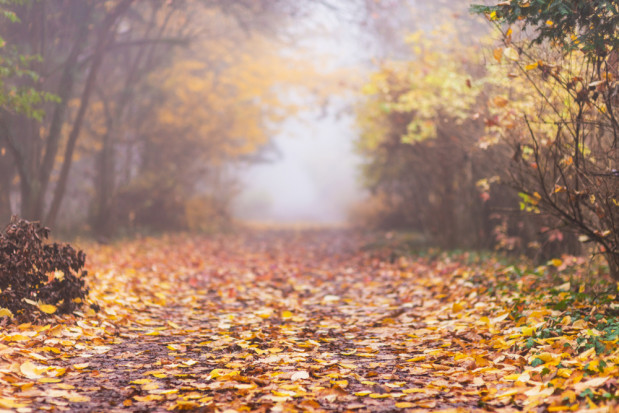 Pogoda na wtorek: Rano mgły, w ciągu dnia temperatura do 11 st. C/fot. shutterstock.com Pogoda na wtorek: Rano mgły, w ciągu dnia temperatura do 11 st. C