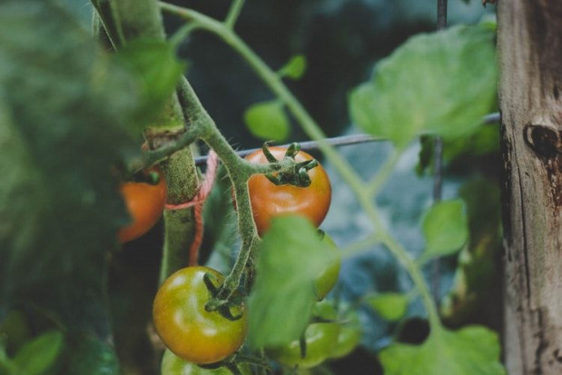 Stwierdzono nowy gatunek mątwika rozwijający się na pomidorze / fot. unsplash PIORiN: Nowy gatunek mątwika na pomidorze