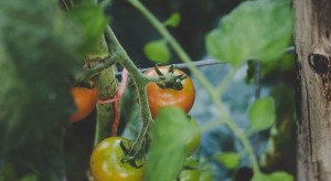 PIORiN: Nowy gatunek mątwika na pomidorze