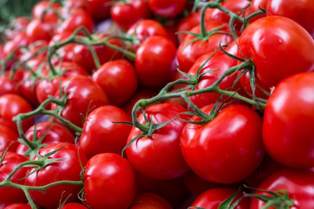 Ceny holenderskich pomidorów na najniższym poziomie od lat/fot. shutterstock.com Ceny holenderskich pomidorów na najniższym poziomie od lat