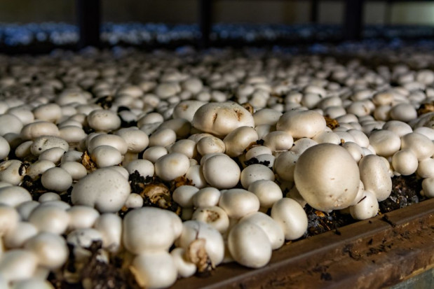 Wprowadzone obostrzenia, szczególnie w Wielkiej Brytanii mocno utrudniają obrót pieczarkami/ fot. shutterstock Pandemia nie pozostaje bez wpływu na rynek pieczarek (wywiad)