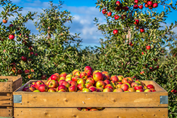Raport UE: Niskie zbiory powodem stabilnych cen jabłek