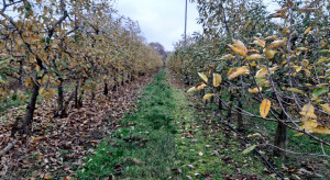 Nawożenie sadów fosforem i potasem jesienią