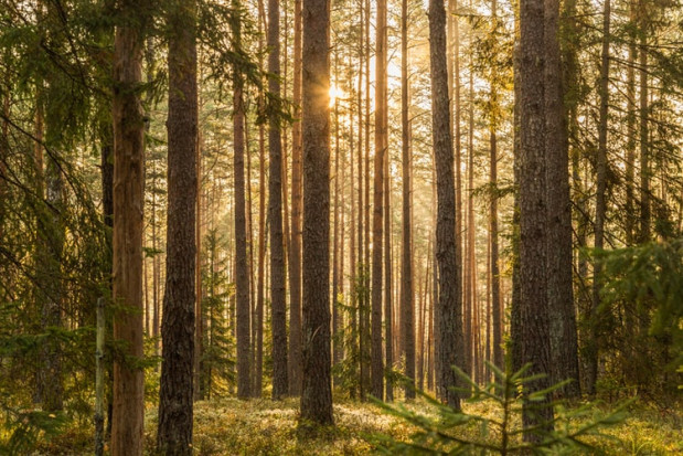 Nadzorem nad Lasami Państwowymi ma się zająć resort rolnictwa / fot. unsplash Prezydent interweniuje ws. próby przeniesienia nadzoru nad Lasami Państwowymi do resortu rolnictwa