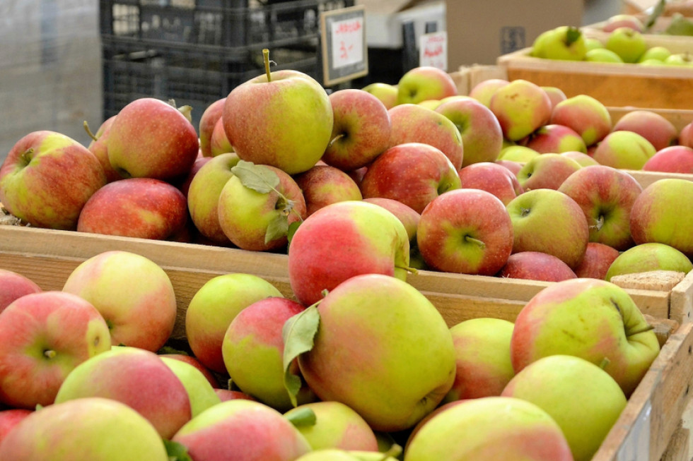 Rynek Bronisze: Duża dostępność jabłek ale popyt ze strony kupujących na niskim poziomie