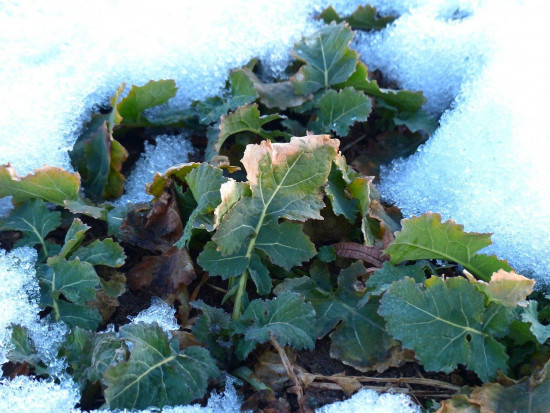 W nadchodzący weekend do Polski po raz kolejny może zawitać zima/ fot. pixabay IMGW: w nadchodzący weekend do Polski może zawitać zima