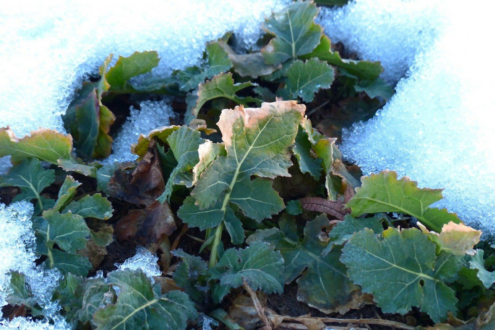 IMGW: w nadchodzący weekend do Polski może zawitać zima