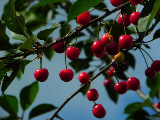 Wiśnie – jak w tym roku wygląda popyt na drzewka?