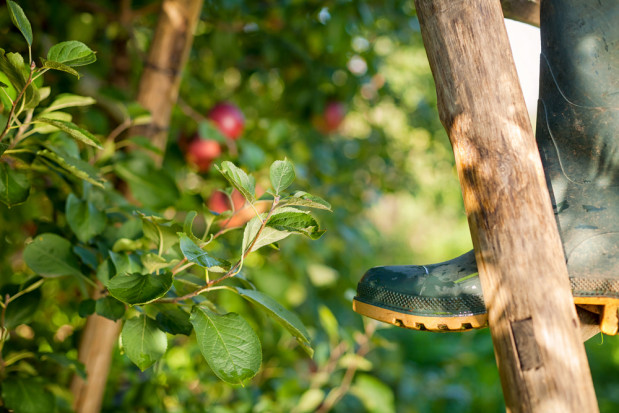 Spada liczba wypadków w gospodarstwach rolnych. KRUS przedstawia dane./ fot. shutterstock.com KRUS: Spada liczba wypadków w gospodarstwach rolnych