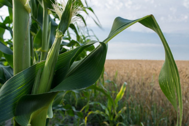Za opracowanie i wdrożenie strategii integrowanej ochrony kukurydzy przed agrofagami do praktyki rolniczej IOR – PIB otrzymał nagrodę z ramienia MRiRW/ Fot. shutterstock Innowacyjne podejście do ochrony kukurydzy nagrodzone przez MRiRW