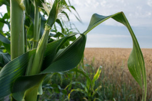 Innowacyjne podejście do ochrony kukurydzy nagrodzone przez MRiRW