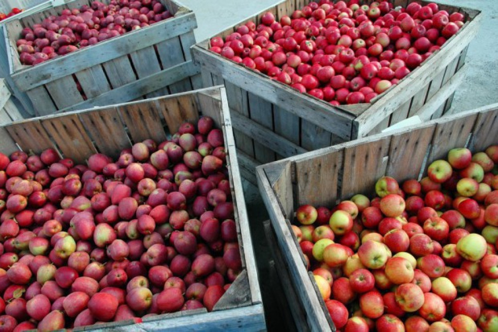 WAPA: Ile jabłek w polskich chłodniach w listopadzie?
