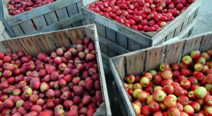 WAPA: Ile jabłek w polskich chłodniach w listopadzie?