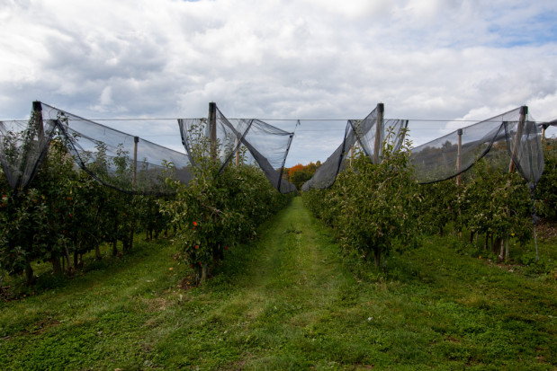 Holandia: zmniejsza się obszar upraw jabłoni fot. shutterstock.com Holandia: zmniejsza się obszar upraw jabłoni