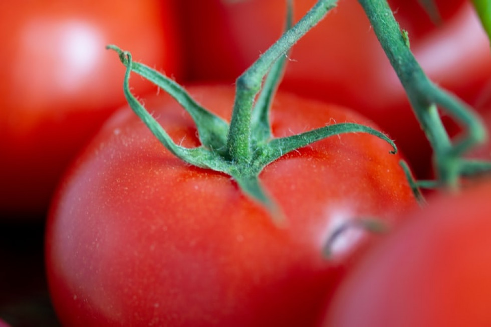 Syngenta wprowadzi nową odmianę pomidora odporną na ToBRFV