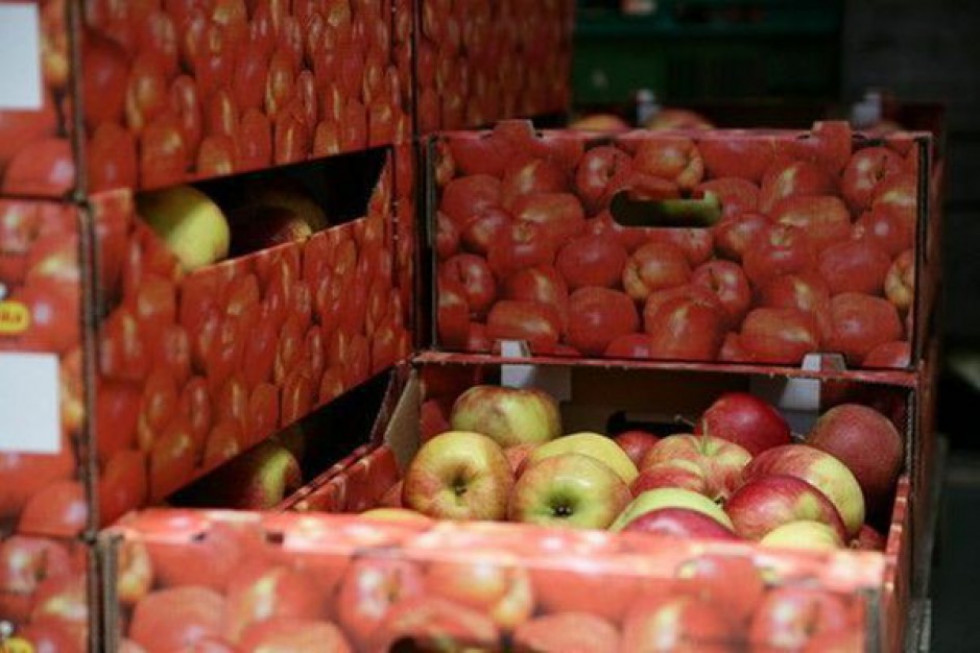 Eksport jabłek z Białorusi do krajów b. Związku Radzieckiego spadł o 2/3