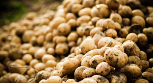 Niemcy: Spadły ceny ziemniaków ekologicznych