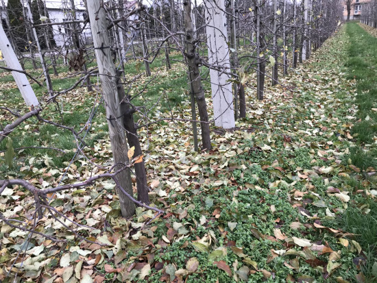 Pasy herbicydowe późną jesienią; fot. materiały redakcji Herbicydy w sadzie - kiedy najpóźniej można wykonać zabieg?