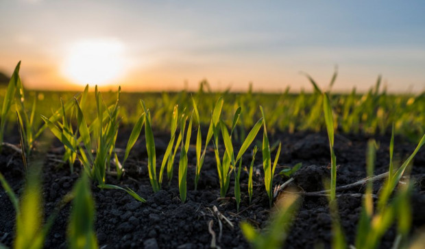 Gleby są jednym z głównych światowych rezerwuarów bioróżnorodności/ Fot. shutterstock 5 grudnia przypada Światowy Dzień Gleby