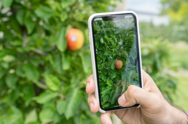 Austriacka firma Pixofarm opracowała aplikację dla sadowników; fot. mat.pras. Smartfon zmierzy rozmiar jabłek i obliczy ile ich jest na drzewie