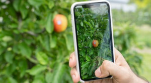 Smartfon zmierzy rozmiar jabłek i obliczy ile ich jest na drzewie