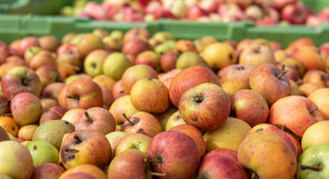 UOKIK nie dopatrzył się zmowy cenowej branży przetwórczej jabłek
