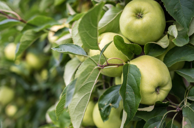 Golden Delicious miał zdecydowanie największy areał w 2002 roku,/ fot. shutterstock.com Szwajcaria: Powierzchnia upraw Goldena zmniejszyła się o 70 proc.