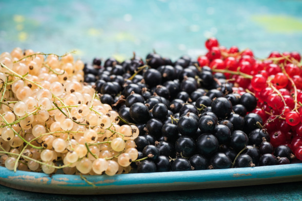 Czarne porzeczki korzystnie wpływają na metabolizm glukozy; fot. shutterstock.com Naukowcy: Spożywanie czarnych porzeczek spowalnia wzrost poziomu glukozy we krwi