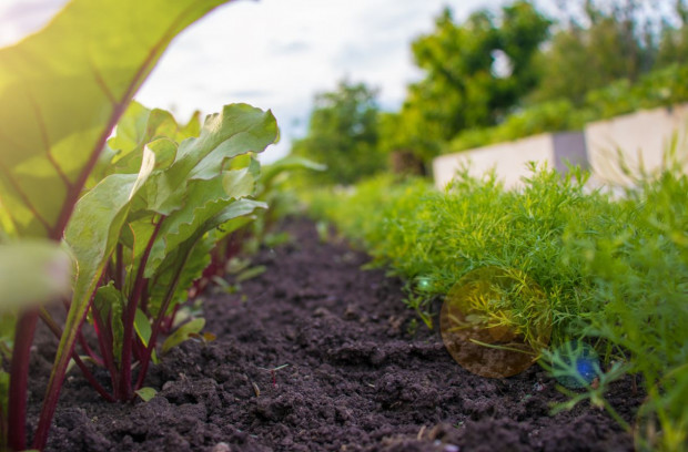 Liczba gospodarstw ekologicznych spada; fot. shutterstock.com Liczba gospodarstw ekologicznych spada, ale rośnie ich areał oraz wydajność produkcji