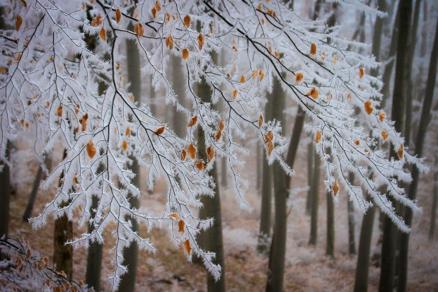 Śnieg w małopolskim i lubuskim, deszcz w warmińsko-mazurskim i świętokrzyskim
