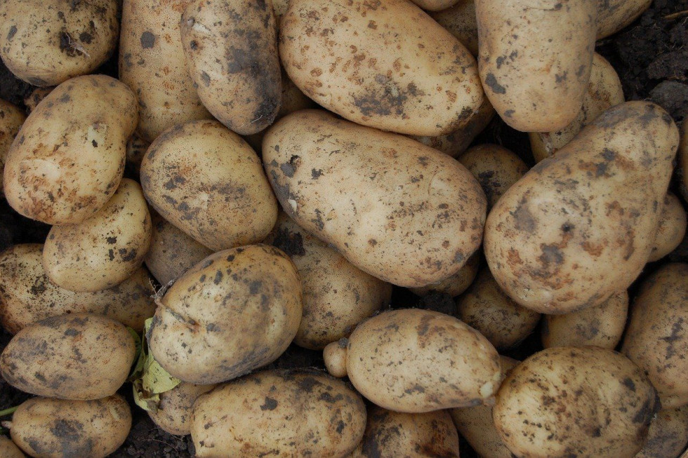 Warto kontrolować stan bulw ziemniaka w przechowalni