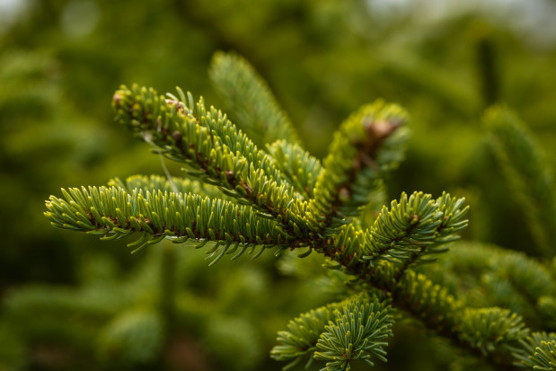 W tym roku przed świętami Bożego Narodzenia w Stanach Zjednoczonych zabrakło choinek/ fot. unsplash USA: Przed Świętami brakuje choinek
