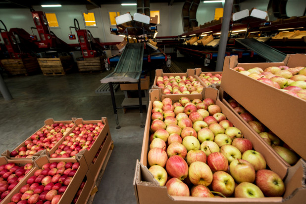Aktualne ceny jabłek na sortowanie. Największe spadki w cenach Gali