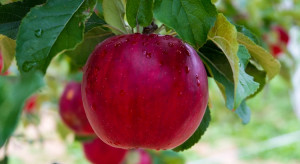 GUS: zbiory owoców z drzew wzrosły o ok. 9% rdr, do 3,8 mln ton