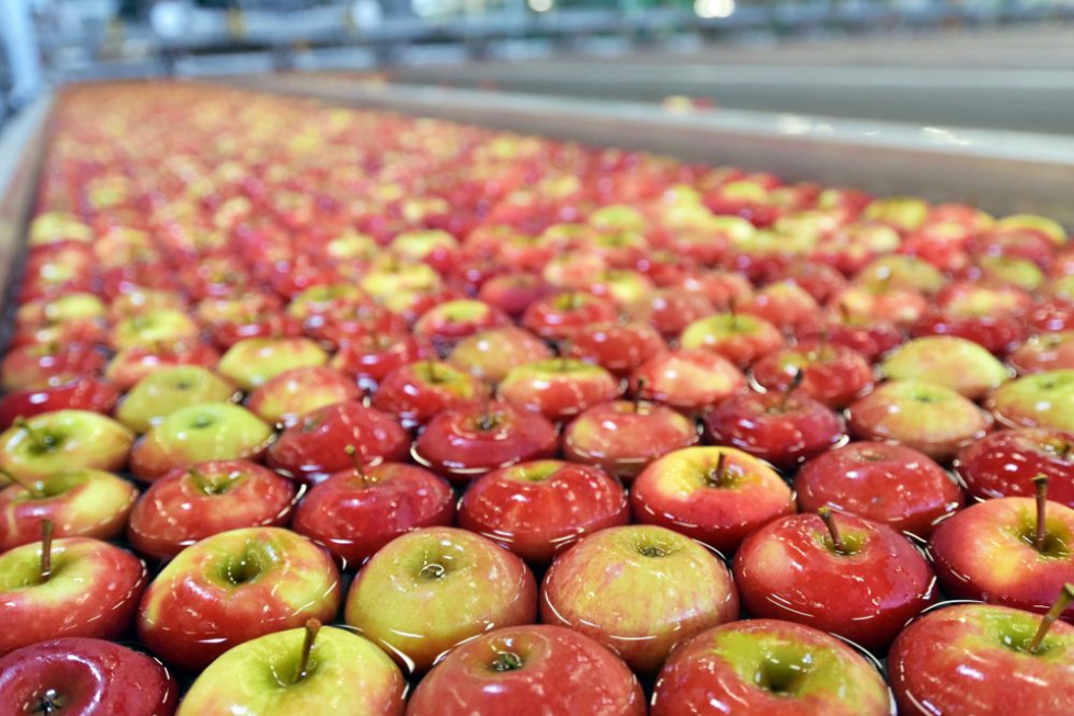 KOWR: Eksport polskich jabłek do Senegalu mógłby być większy