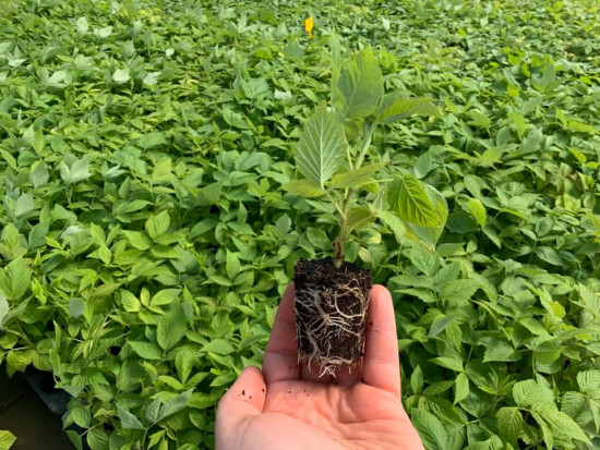 Rośnie znaczenie sadzonek typu typu plug, czyli doniczkowanych/ fot. Fb Agronom Plants Jakie sadzonki roślin jagodowych wybierają plantatorzy?