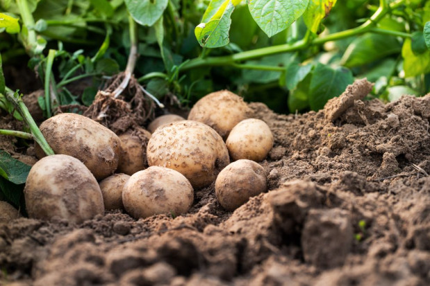 GUS zbiory ziemniaków szacuje na ok. 9,0 mln ton/ Fot. shutterstock GUS: Zbiory ziemniaków ok. 40 proc. większe niż rok temu