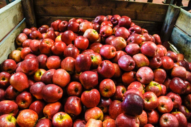 Przechowalnictwo jabłek: Straty z powodu parcha i gorzkiej zgnilizny mogą być znaczne