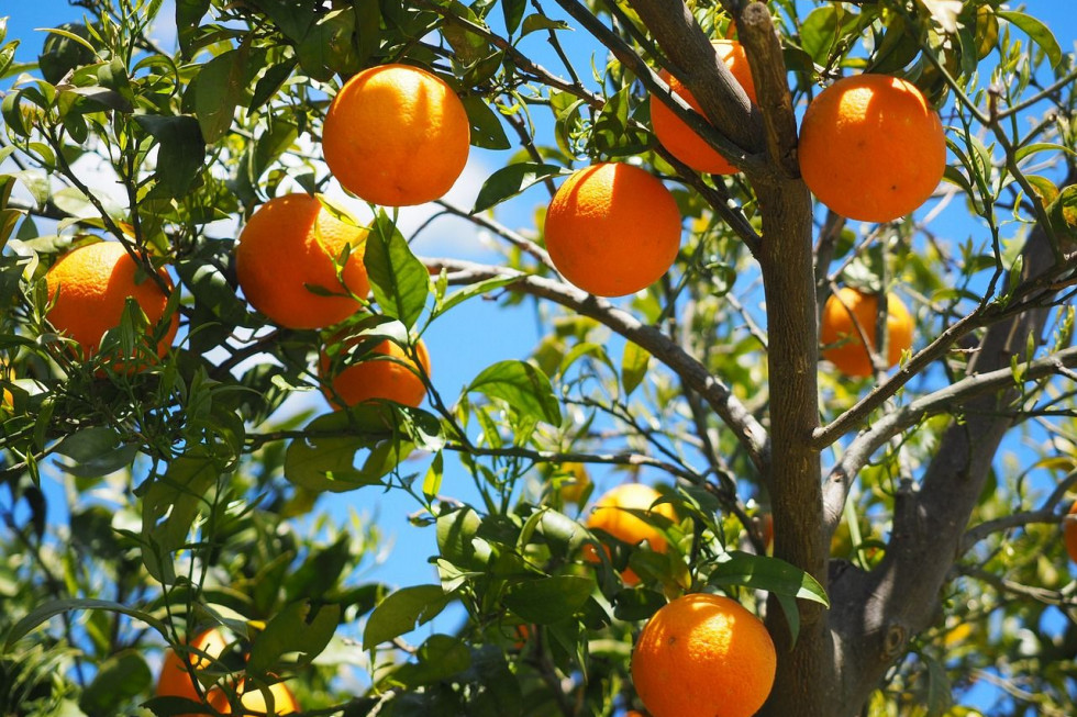 Brazylia: Mimo suszy produkcja pomarańcz w sez. 2020-2021 wzrośnie o 14%