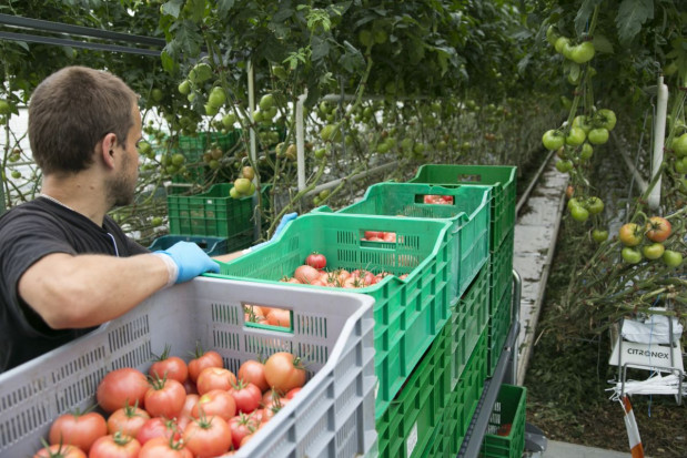 300 osób znajdzie zatrudnienie w nowoczesnych szklarniach Citronexu/ fot. PTWP Mazowieckie: W nowych szklarniach Citronexu znajdzie prace ok. 300 osób