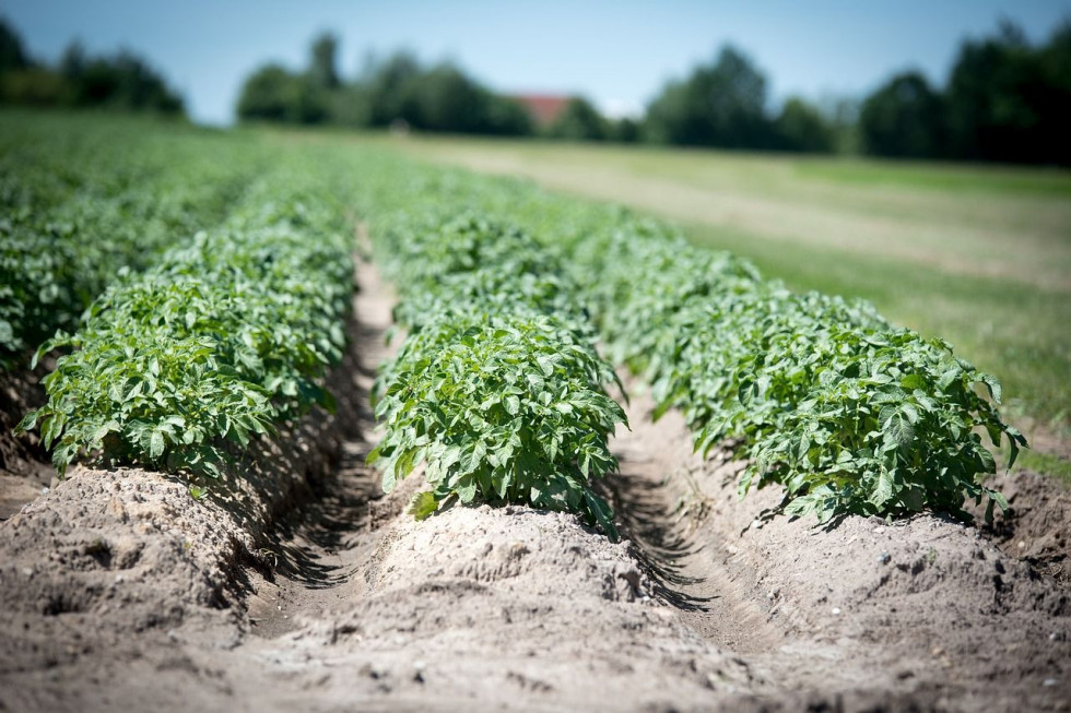 Niższa powierzchnia upraw ziemniaka w 2021 roku?
