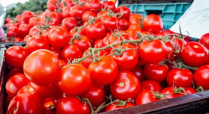 Rosja dopuszcza import pomidorów z przedsiębiorstw Uzbekistanu i Azerbejdżanu