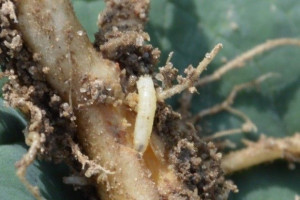 Platforma Sygnalizacji Agrofagów – z wyróżnieniem MRiRW