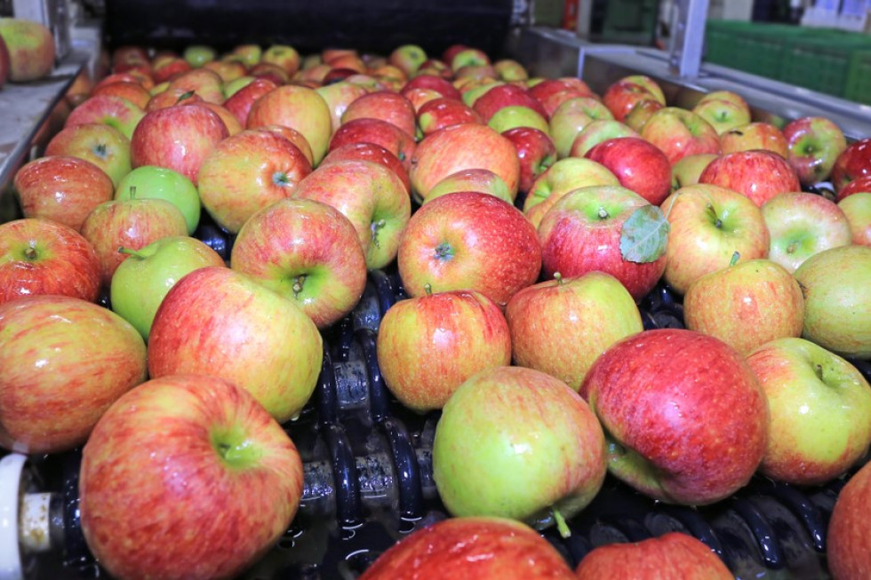 Ceny jabłek na sortowanie: sadownicy wstrzymują się z otwieraniem KA