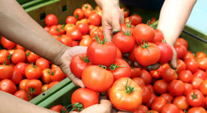 Hiszpańskie pomidory zalewają polski rynek