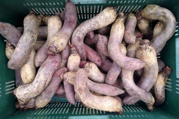 Lidl kupił od rolnika słynne "wygięte" buraki; fot. za Farmer.pl Lidl kupił od rolnika słynne "wygięte" buraki