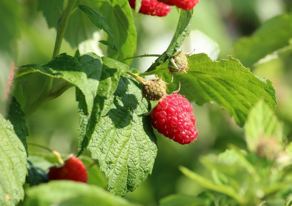 W tym sezonie areał upraw malin w Huelvie został zmniejszony o 10% w porównaniu z kampanią 2019/2020/ fot. pixabay Huelva: areał pod uprawę malin spadł o 10%