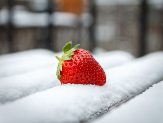 Śnieżyca Filomena powoduje spore straty w hiszpańskim ogrodnictwie; fot. shutterstock.com Śnieżyca Filomena powoduje spore straty w hiszpańskim ogrodnictwie