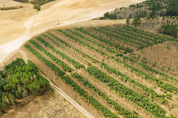 Do 40 ha zostanie zwiększona pomoc na zalesianie/ fot. shutterstock Projekt: do 40 ha zostanie zwiększona pomoc na zalesianie