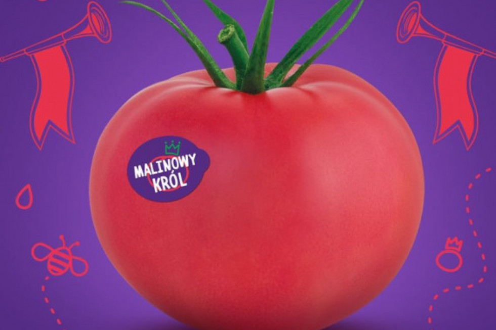 Pomidory Malinowy Król nie podobają się autorowi piosenki